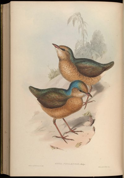 Pitta nipalensis von John Gould